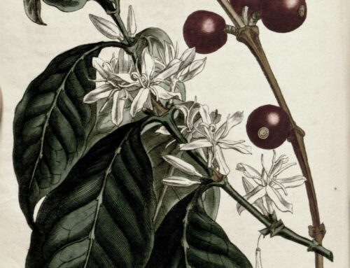 The History of Coffee