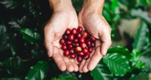 hands holding bright red coffee berries with green coffee leaves in the background
