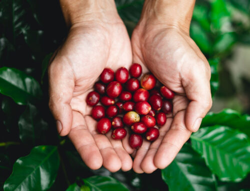 6 things you may not have known about the Coffee Plant