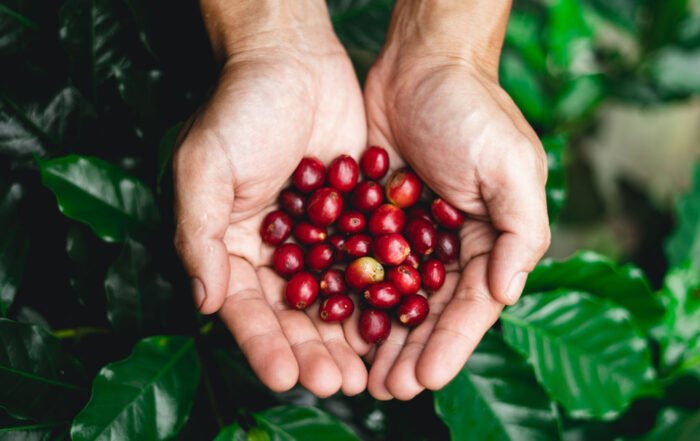 hands holding bright red coffee berries with green coffee leaves in the background